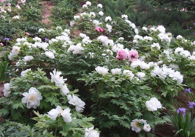 White Peony seed